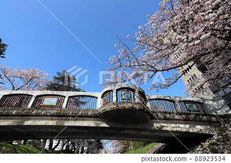 Matsukawa, a famous place for cherry blossoms in Toyama city 88923534