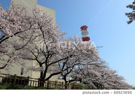 松川,富山市的櫻花名勝 松川,富山市的櫻花名勝 88923698