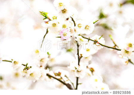 Photographs, landscapes, plants Collaboration of red and white plum blossoms and cherry blossoms 88923886