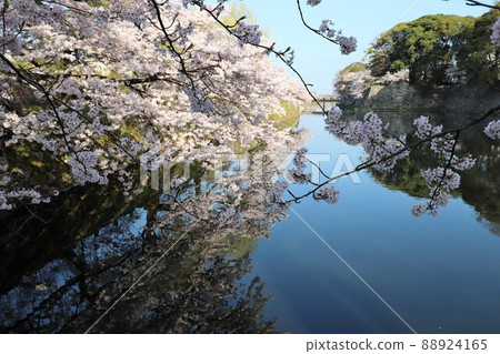 Hikone Castle cherry blossoms in full bloom 88924165