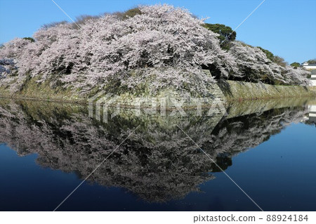 Hikone Castle cherry blossoms in full bloom Hikone Castle cherry blossoms in full bloom 88924184