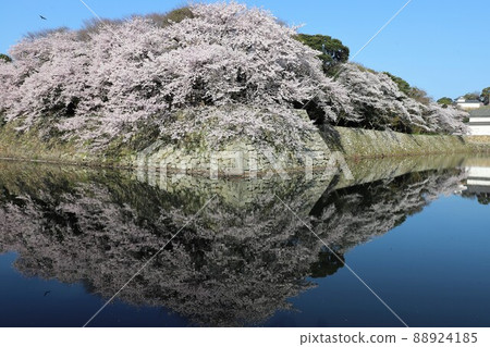 Hikone Castle cherry blossoms in full bloom Hikone Castle cherry blossoms in full bloom 88924185
