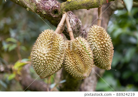 Monthong Durian fruit on tree 88924219
