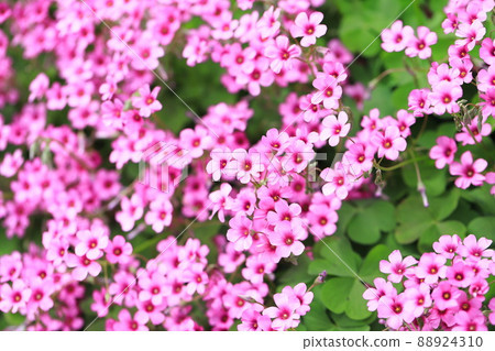 盛開的粉紅色酢漿草花 88924310