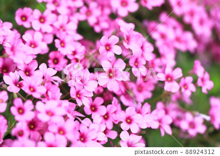 Pink-sorrel flower in full bloom Pink-sorrel flower in full bloom 88924312