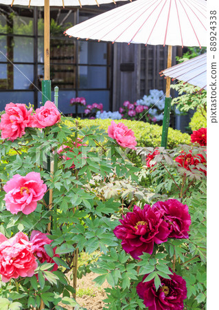 Kansai Flower Temple in full bloom, Taima-dera Seinanin Kansai Flower Temple in full bloom, Taima-dera Seinanin 88924338