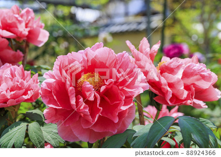 Kansai Flower Temple in full bloom, Taima-dera Seinanin Kansai Flower Temple in full bloom, Taima-dera Seinanin 88924366