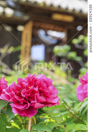 Kansai Flower Temple in full bloom, Taima-dera Seinanin 88924386