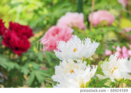 盛開的關西花寺，大摩寺青南 88924389