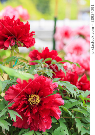 盛開的關西花寺，大摩寺青南 88924391