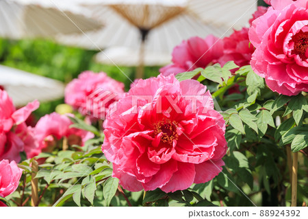 盛開的關西花寺,大摩寺青南 盛開的關西花寺,大摩寺青南 88924392
