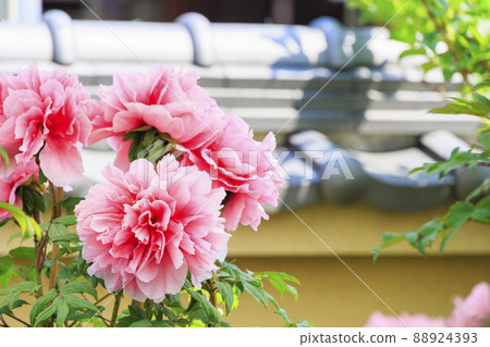 Kansai Flower Temple in full bloom, Taima-dera Seinanin 88924393