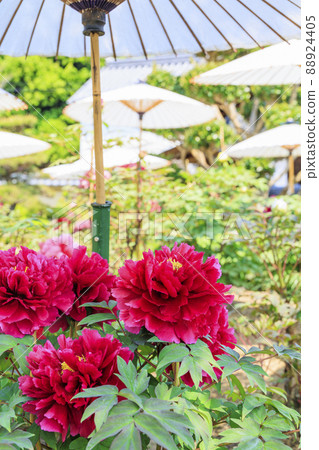 盛開的關西花寺,大摩寺青南 盛開的關西花寺,大摩寺青南 88924405
