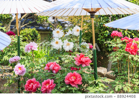 盛開的關西花寺，大摩寺青南 88924408