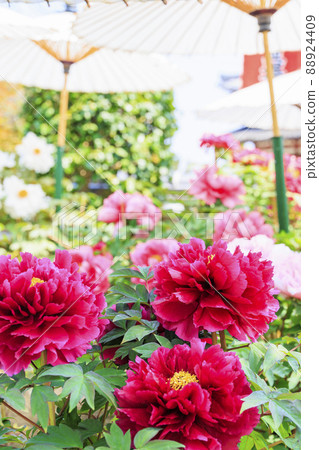 Kansai Flower Temple in full bloom, Taima-dera Seinanin 88924409