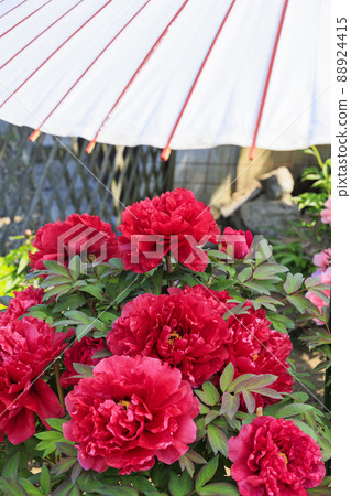 盛開的關西花寺,大摩寺青南 盛開的關西花寺,大摩寺青南 88924415
