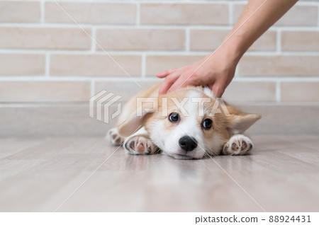The owner gently strokes the lying Welsh Corgi puppy. The owner gently strokes the lying Welsh Corgi puppy. 88924431