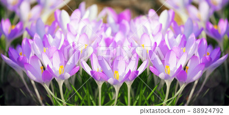 Blooming purple crocus flowers in a soft focus on a sunny spring day 88924792