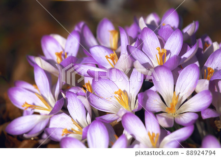 Blooming purple crocus flowers in a soft focus on a sunny spring day Blooming purple crocus flowers in a soft focus on a sunny spring day 88924794