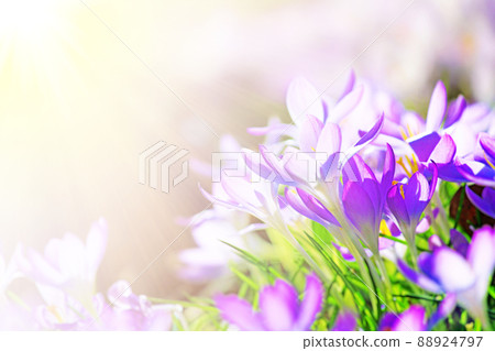 Blooming purple crocus flowers in a soft focus on a sunny spring day Blooming purple crocus flowers in a soft focus on a sunny spring day 88924797