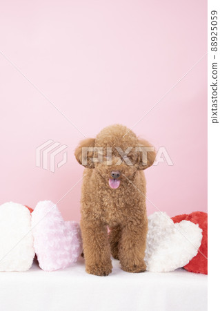 心墊和閉眼玩具貴賓犬 心墊和閉眼玩具貴賓犬 88925059