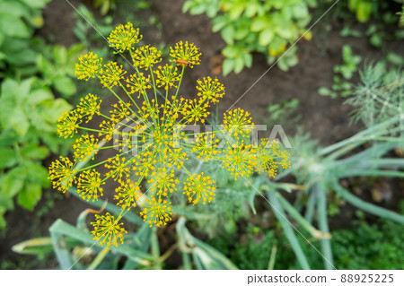 Yellow flowers of dill or Anethum graveolens. Gardening outdoors. Agriculture on personal ground. Growing organic vegetables and herbs in greenhouses and open air. 88925225