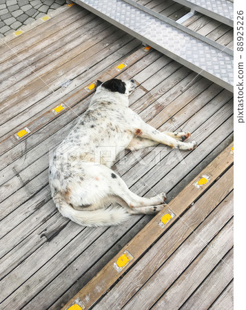 Stray dog is sleeping on wooden outdoor steps. Homeless animal indifferently relaxes on stairs of pavement. Stray dog is sleeping on wooden outdoor steps. Homeless animal indifferently relaxes on stairs of pavement. 88925226
