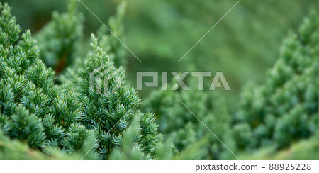 Green branches of juniper. Horizontal banner with coniferous tree and copy space. Natural background. Green branches of juniper. Horizontal banner with coniferous tree and copy space. Natural background. 88925228