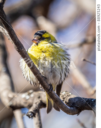 Eurasian siskin male, latin name spinus spinus, sitting on branch of tree. Cute little yellow songbird. 88925243