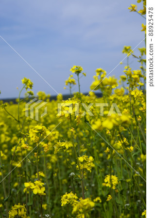 yellow flowering rapeseed in the spring season yellow flowering rapeseed in the spring season 88925478
