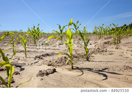 green corn field during cultivation green corn field during cultivation 88925530