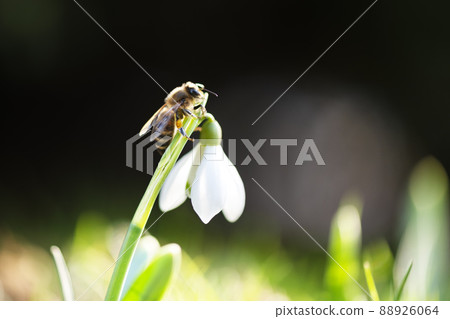 A working bee collecting pollen on a white snowdrop flower 88926064