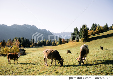 Cows in italian Dolomite Alps at autumn time 88926072