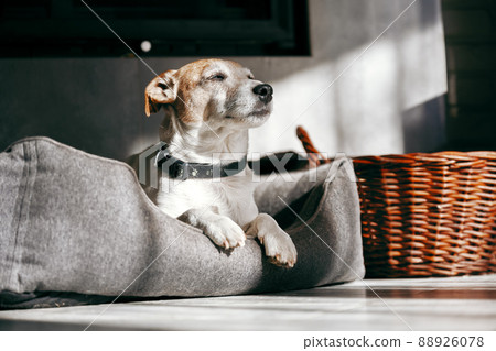 Purebred male Jack Russell Terrier lies in his bed 88926078