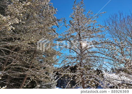 Beautiful Winter Landscape with Evergreen Coniferous Trees Covered in Snow on a Sunny Blue Sky Day Beautiful Winter Landscape with Evergreen Coniferous Trees Covered in Snow on a Sunny Blue Sky Day 88926369