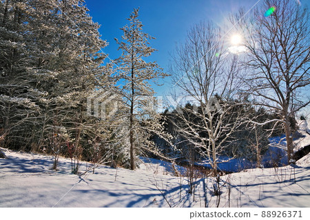 Beautiful Winter Landscape with Evergreen Coniferous Trees Covered in Snow on a Sunny Blue Sky Day Beautiful Winter Landscape with Evergreen Coniferous Trees Covered in Snow on a Sunny Blue Sky Day 88926371