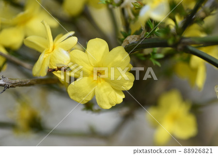 Yunnan Wu Mei 88926821