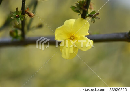 雲南吳梅 雲南吳梅 88926823