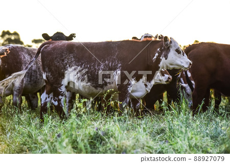Cows in Countryside, Pampas, Argentina 88927079