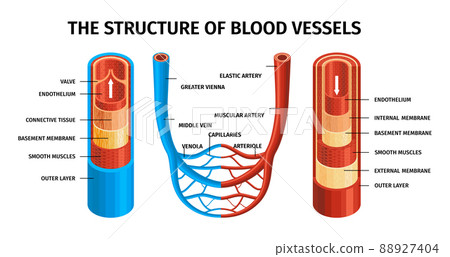 Realistic Blood Vessels Artery And Vein Composition Realistic Blood Vessels Artery And Vein Composition 88927404