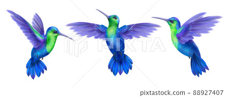 Hummingbird Realistic Set 88927407