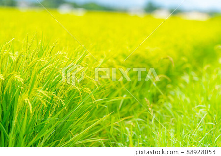 Image of heading of paddy fields in summer [Nagano Prefecture] 88928053