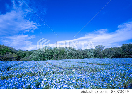 埼玉縣 Musashi Kyuryo 森林公園盛開的 Nemophila 88928059