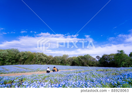 埼玉縣 Musashi Kyuryo 森林公園盛開的 Nemophila 88928063