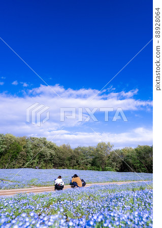 埼玉縣 Musashi Kyuryo 森林公園盛開的 Nemophila 88928064