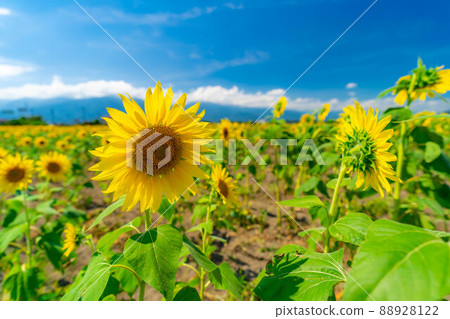 [夏季材料]盛開的向日葵[長野縣] 88928122