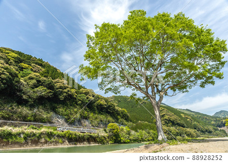 Kiha 40, a local train on the opposite bank of the JR Nichinan Line that runs under a large tree that grows in the Hirotogawa River, Kitago-cho, Nichinan City, Miyazaki Prefecture. 88928252
