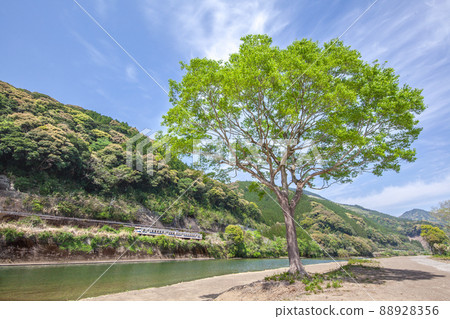 在宮崎縣日南市北鄉町廣戶川生長的大樹下行駛的JR日南線對岸的地方電車Kiha 40。 88928356