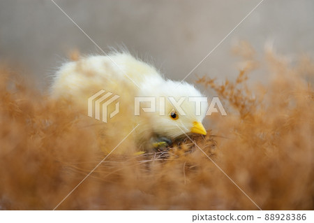 Yellow chicken in the nest Yellow chicken in the nest 88928386