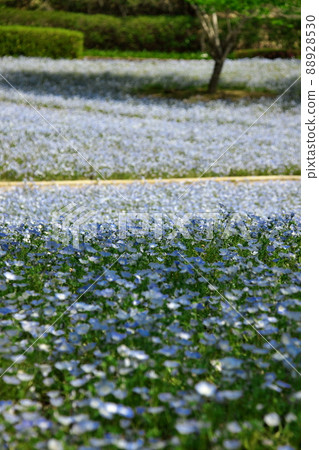垂直組合 2 中盛開的 Nemophila 領域 88928530